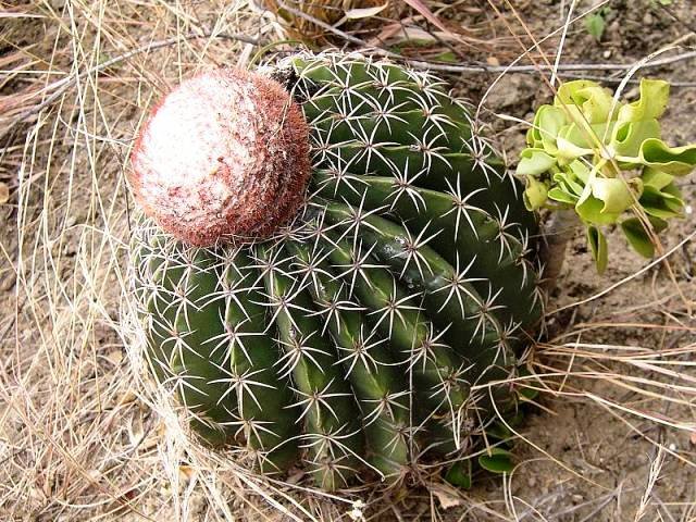 Melocactus_bellavistensis